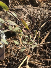 Polygonum ramosissimum