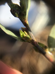 Polygonum ramosissimum