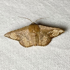 Canaea hyalospila