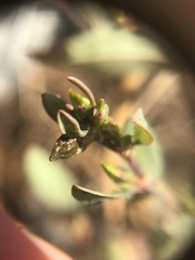 Polygonum ramosissimum