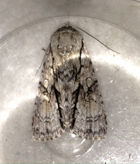 Turnerinycta phaeocosma