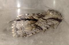 Turnerinycta phaeocosma