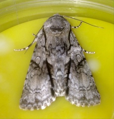 Turnerinycta phaeocosma