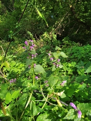 Lamium maculatum