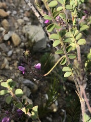Indigofera alopecuroides