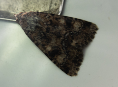 Heliothis punctifera