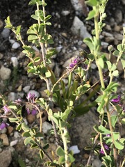 Indigofera alopecuroides