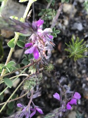 Indigofera alopecuroides