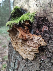 Phellinus abietis