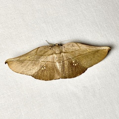 Xenomusa metallica