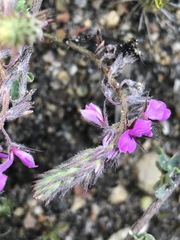 Indigofera alopecuroides