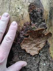 Phellinus abietis