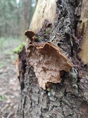 Phellinus abietis