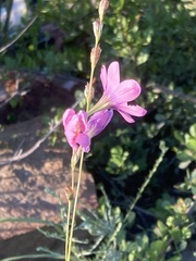Ixia latifolia