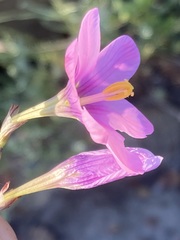 Ixia latifolia