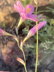 Ixia latifolia