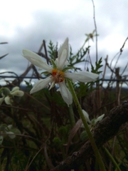Blumenbachia insignis