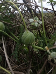 Blumenbachia insignis