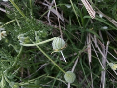 Blumenbachia insignis