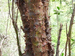 Commiphora caudata