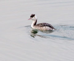 Podiceps cristatus