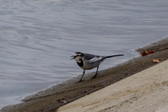 Motacilla alba lugens