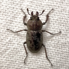 Cacostomus squamosus