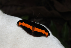 Catonephele mexicana