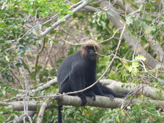 Semnopithecus johnii