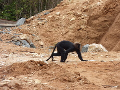 Semnopithecus johnii