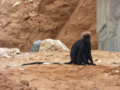 Semnopithecus johnii