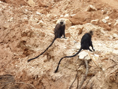 Semnopithecus johnii