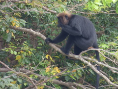 Semnopithecus johnii