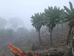 Dendrosenecio cheranganiensis