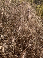Bromus pectinatus