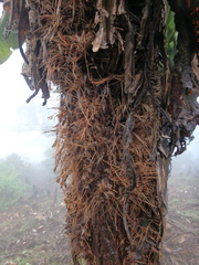 Dendrosenecio cheranganiensis