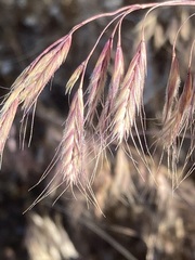 Bromus pectinatus