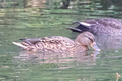 Anas platyrhynchos