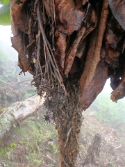 Dendrosenecio cheranganiensis