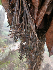 Dendrosenecio cheranganiensis