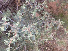 Diospyros austro-africana