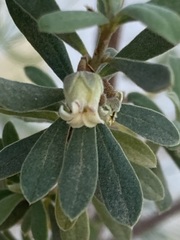 Diospyros austro-africana