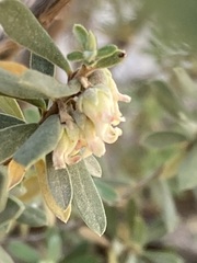 Diospyros austro-africana