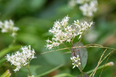Eupatorium makinoi