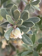 Diospyros austro-africana
