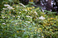 Eupatorium makinoi