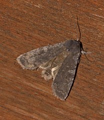 Lithophane laticinerea