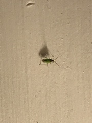 Cyrtorhinus