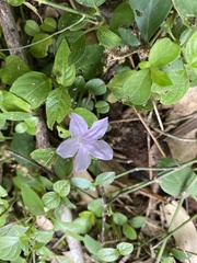 Ruellia prostrata
