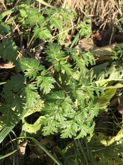 Anthriscus sylvestris